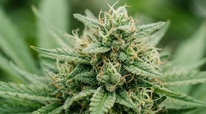 Homologation de cinq variétés de cannabis sans effet stupéfiant pour la culture
